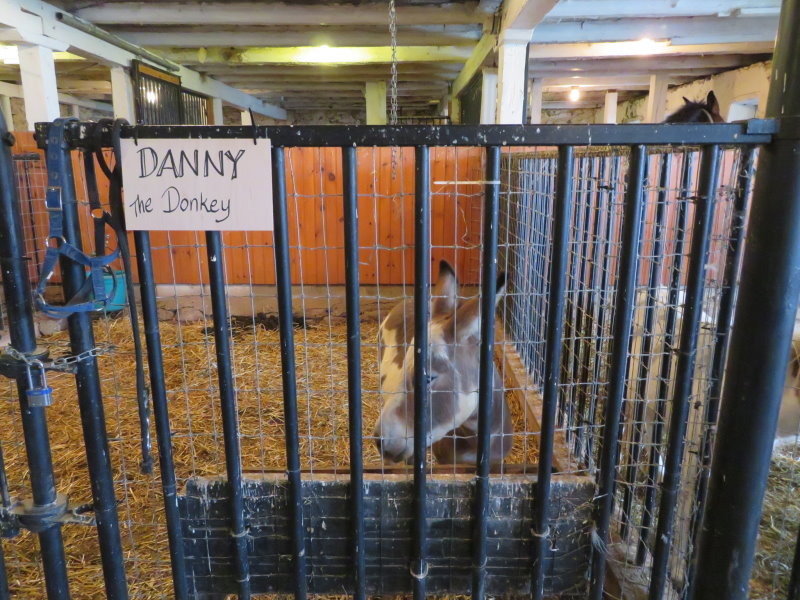 Danny the Donkey at the Amish Farm